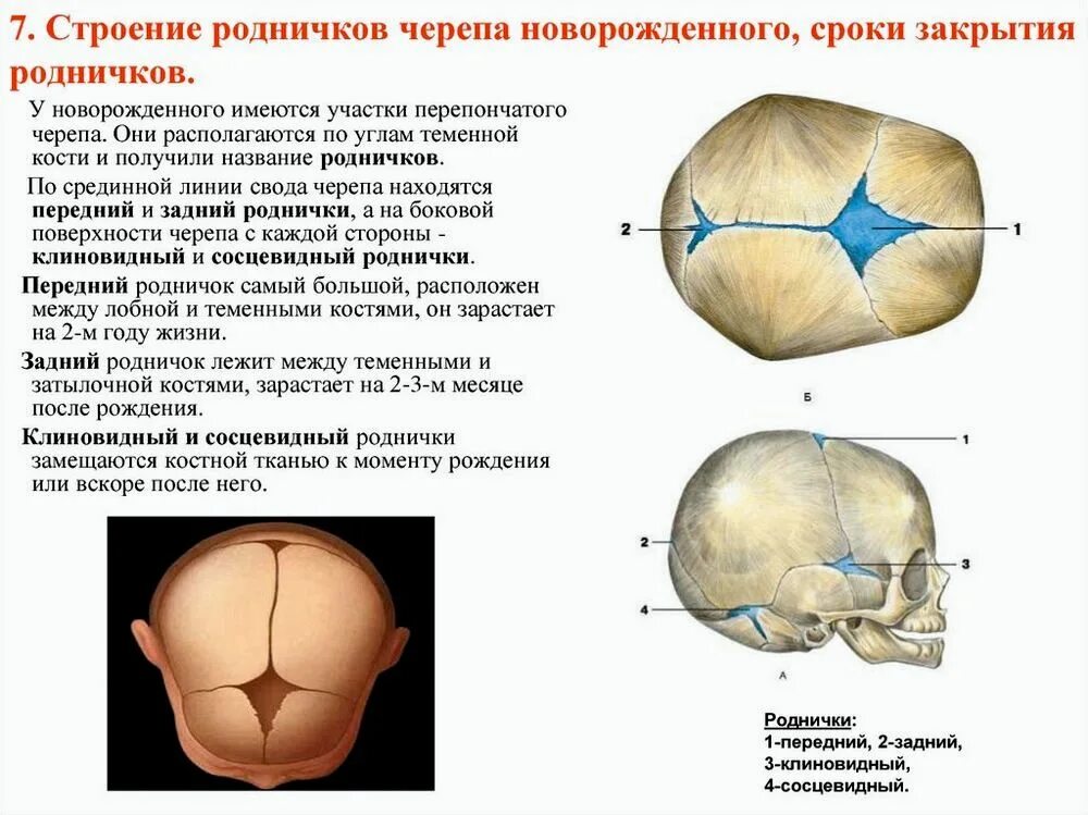 Роднички новорожденного анатомия черепа. Роднички черепа новорожденного таблица. Роднички черепа у новорожденных анатомия. Строение родничков черепа новорожденного сроки закрытия родничков.