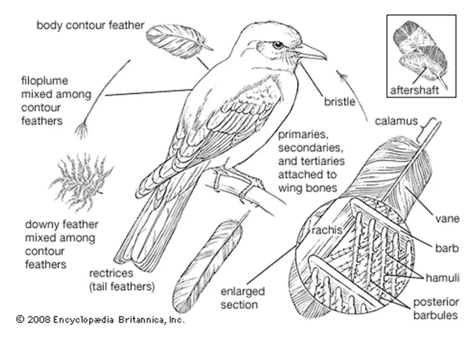 Хвост птицы. Анатомия птиц для художников. Тело птицы рисунок. Types of Feathers.