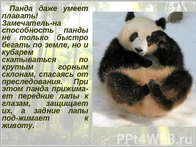 Проект по окружающему миру красная панда Red panda infographic by Jun Chou Panda habitat, Panda day, Panda facts