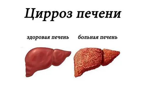Печень медведя ядовита
