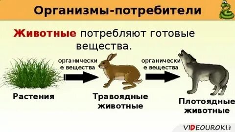 Название организмов потребителей
