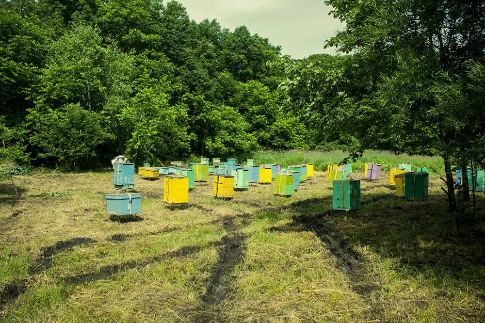 Лев толстой пасека. Царская пасека в измайловском парке. Приморские пчеловоды. Приморские пчеловоды. Приморские пчеловоды.