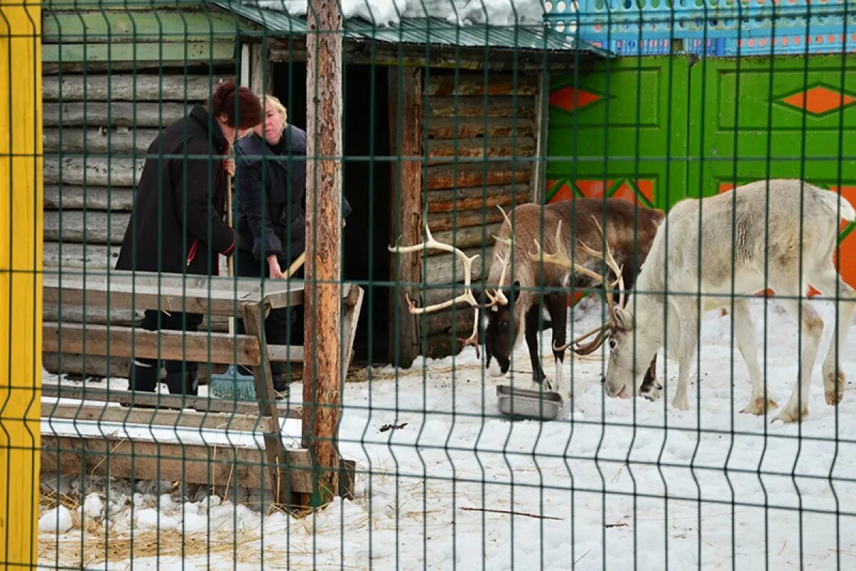 Май зоопарк. Елизовский зоопарк Камчатка. Елизовский районный зоопарк. Зоопарк 2013 год. 2009 Год зоопарке.