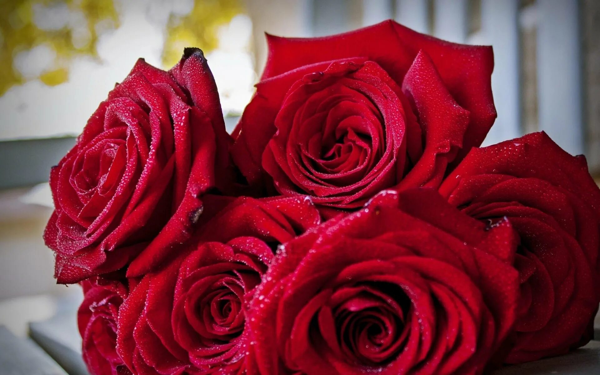 Цветы розы красные. Красные розы. Крупные красные розы. Шикарные красные розы.