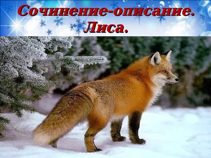 В какой природной зоне не встречается лисица