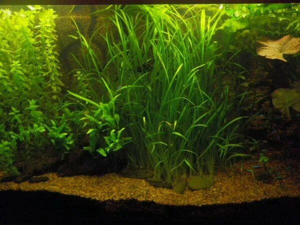 пропант флоратон. аквариум на земле.