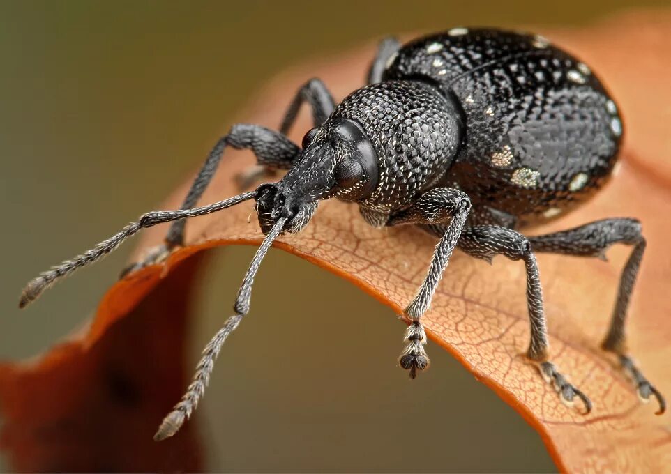 По мне ползёт букашка. Майский жук хрущ кусается. Жужелица harpalus rufipes. Волосистые хрущи. По квартире ползают крупные жуки.