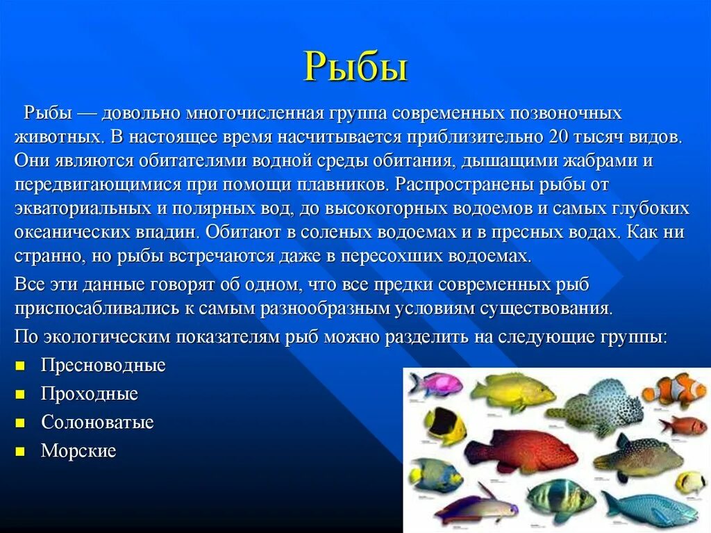 Особенности группы рыб. Позвоночные животные рыбы. Доклад про позвоночных животных. Сообщение о позвоночных животных рыбы. Доклад о позвоночном животном.