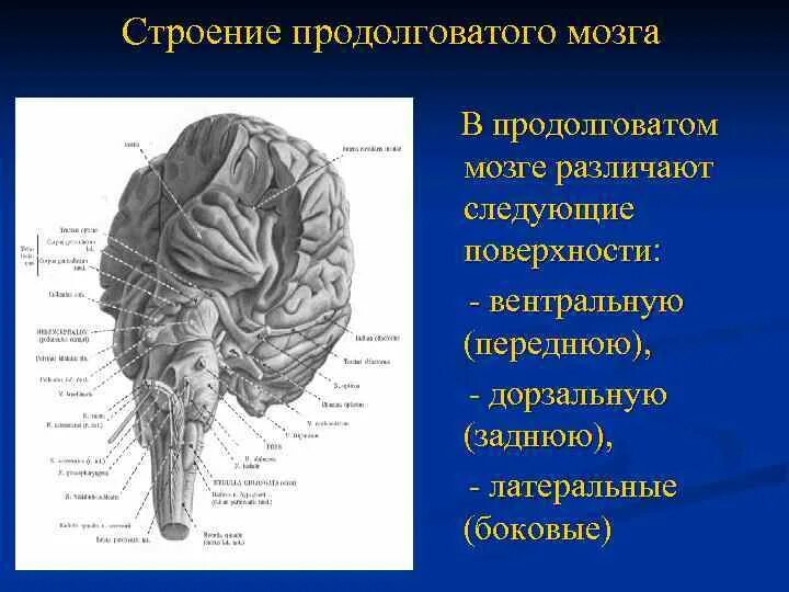 Вентральная поверхность продолговатого мозга. Отделы продолговатого мозга анатомия. Строение головного мозга продолговатый мозг. Строение продолговатого отдела головного мозга. Внешнее строение продолговатого мозга.