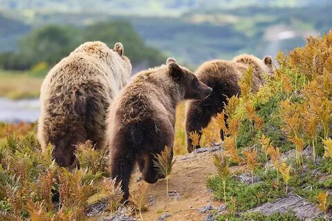 Описание фотографии камчатский бурый медведь