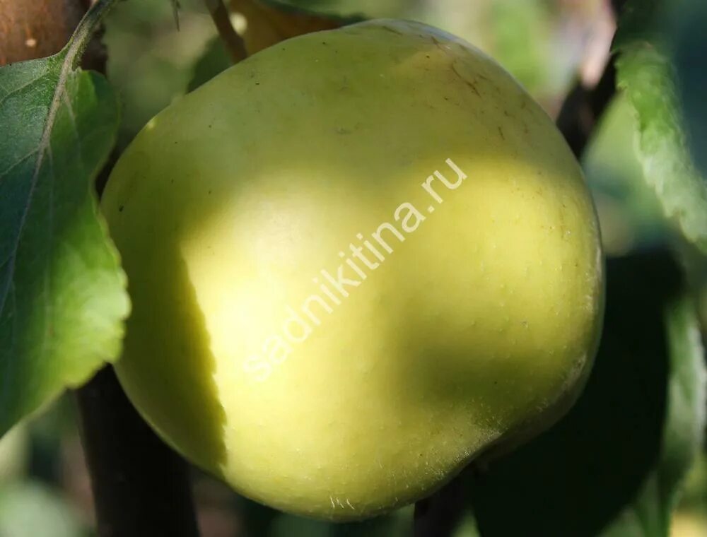 сорт чудное. карликовые яблони мазунина. яблоня чудная. яблоня персиянка. яблоня карликовая чудное.