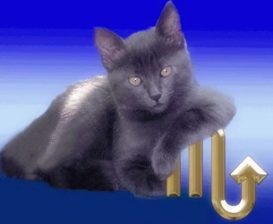 Кот скорпион. Кот скорпион знак зодиака. кот скорпион картинка. гороскоп скорпион котик.