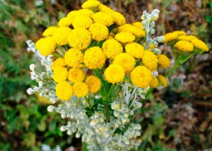 Пижма обыкновенная полынь. Пижма с полынью. Полынь пижма гвоздика от паразитов. Пижма с полынью. Пижма бальзамическая.