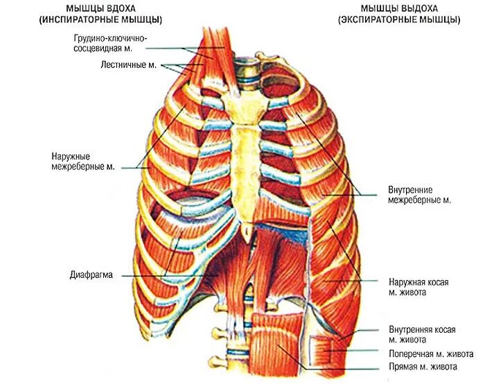 Наружные межреберные мышцы анатомия. Внутр межреберные мышцы. Мышцы грудной клетки анатомия. Подреберные мышцы анатомия.