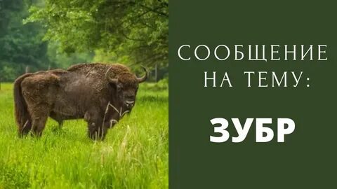 Песня про зубра краткое