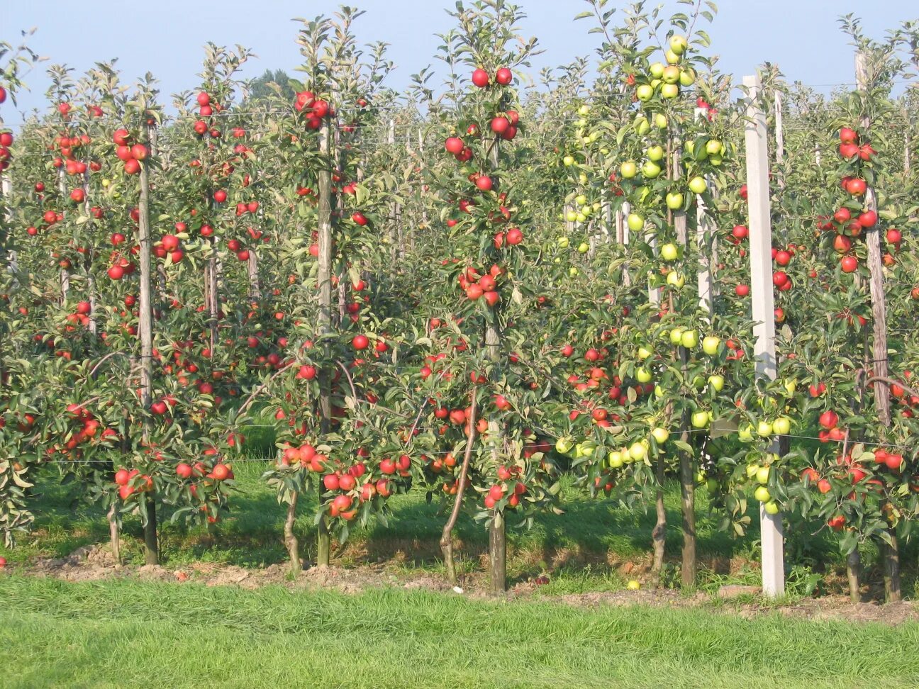 Купить плодовых в беларуси. Пальметта яблоня. Яблони штамбовые и колоновидные. Штамбовая вишня. Штамбовая черешня.