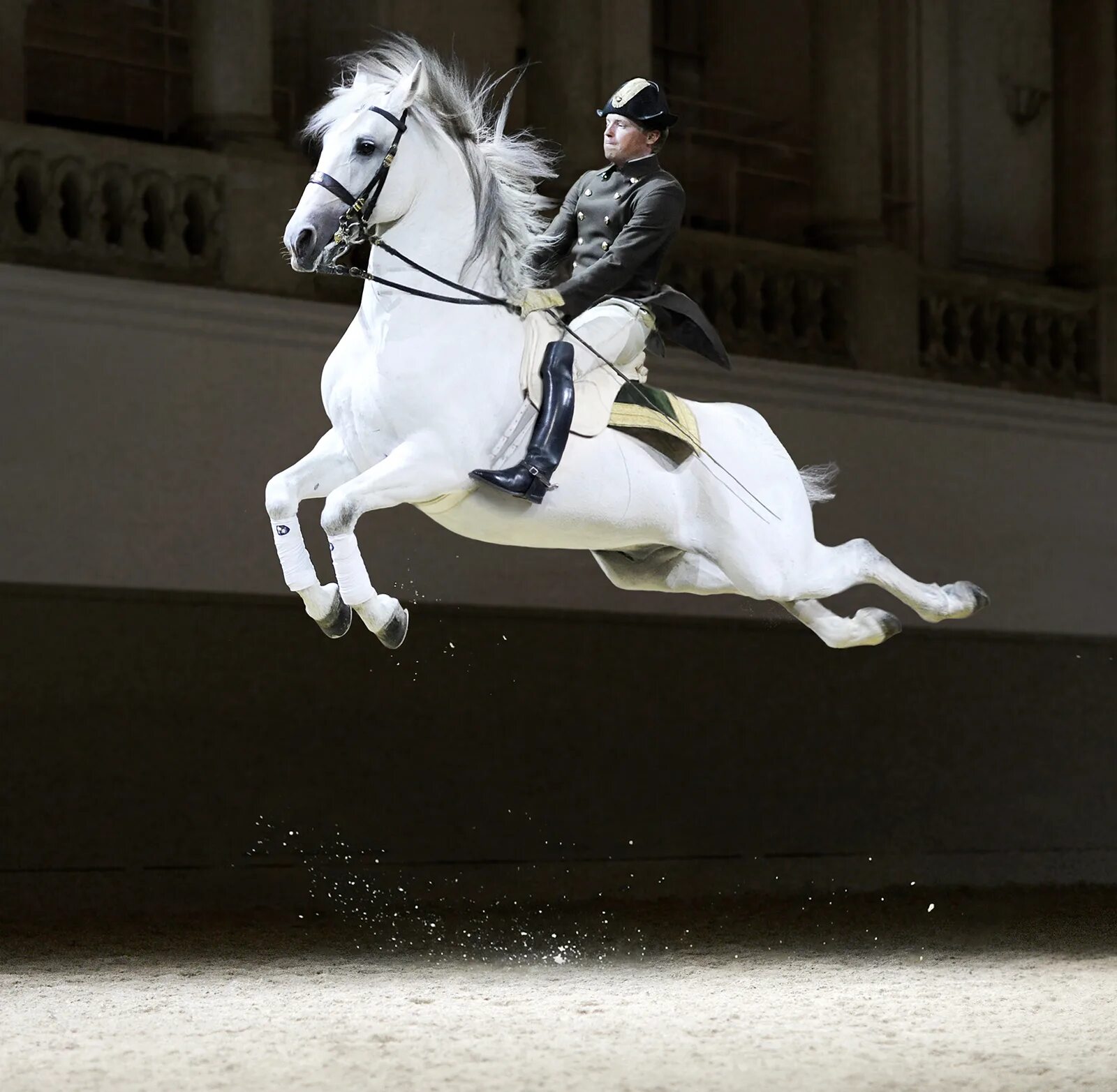 Наездник на лошади. Липицианская порода лошадей. Венская школа верховой езды. Липицианская порода. Верховая езда мужчины.