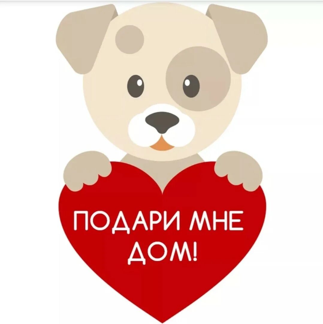 Женщина с плакатом ищу мужа. Щенок ищет дом. Девушки ищут дом. Обычные красивые девушки. Девушки ищут дом.