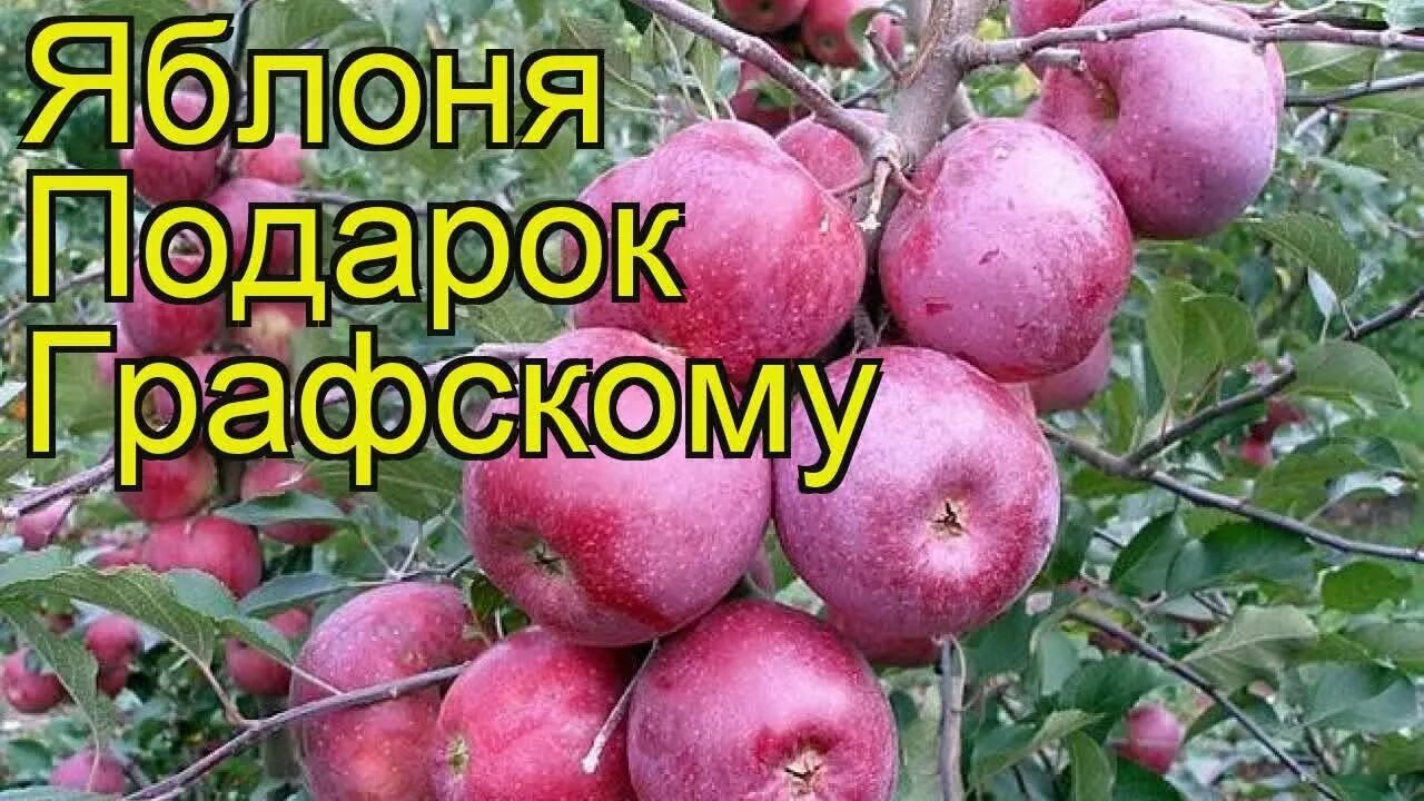 Купить Яблоня "Подарок Графскому" в Арзамасе "Лэндмастер52". Товары и услуги для