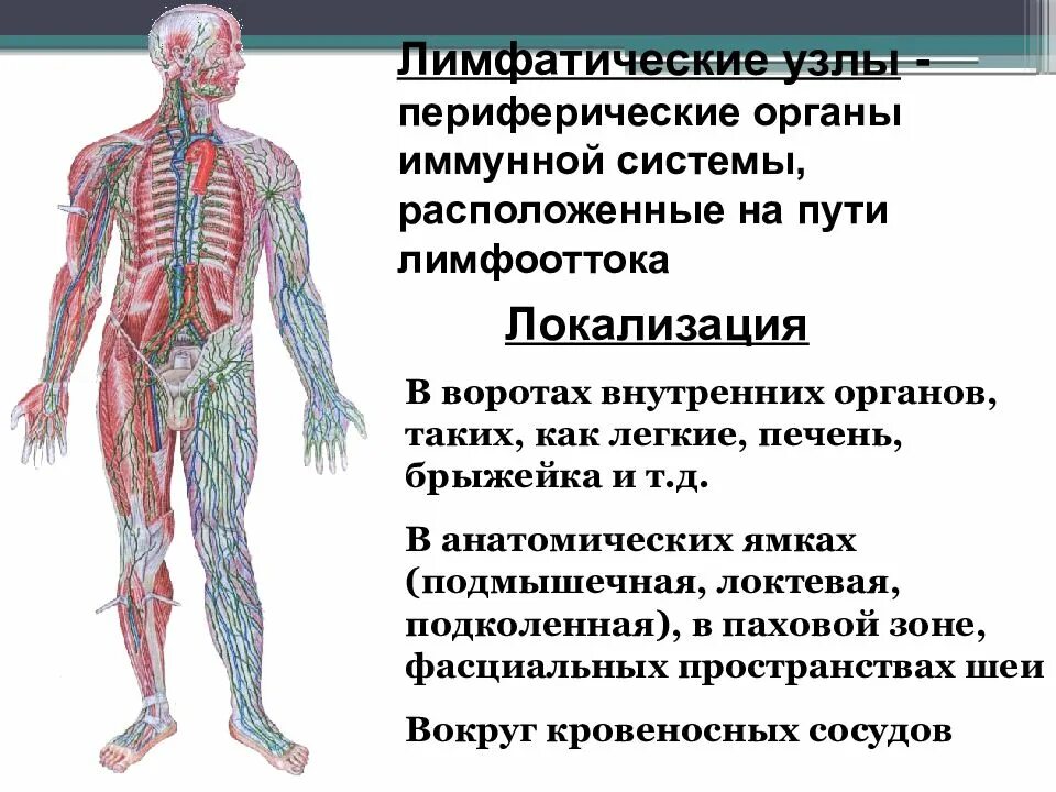 Лимфоузлы 3 месяца. Лимфатическая система анатомия. Лимфатическая система схема. Лимфатическая система узлы. Локализация лимфатических узлов.