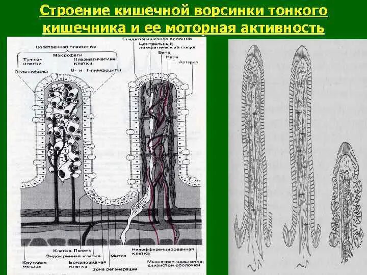 Схема строения ворсинки тонкой кишки. Микроворсинка кишечника строение. Строение кишечной ворсинки анатомия. Схема строения ворсинки тонкой кишки анатомия. Кишечные ворсинки характерны для