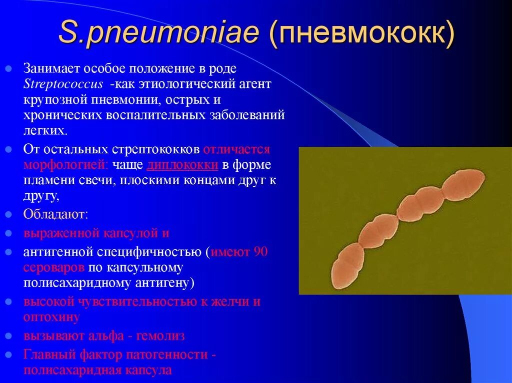 Пневмококки микробиология морфология. Пневмококки форма бактерии. Стрептококк пневмонии таксономия. Пневмококк Тип питания.