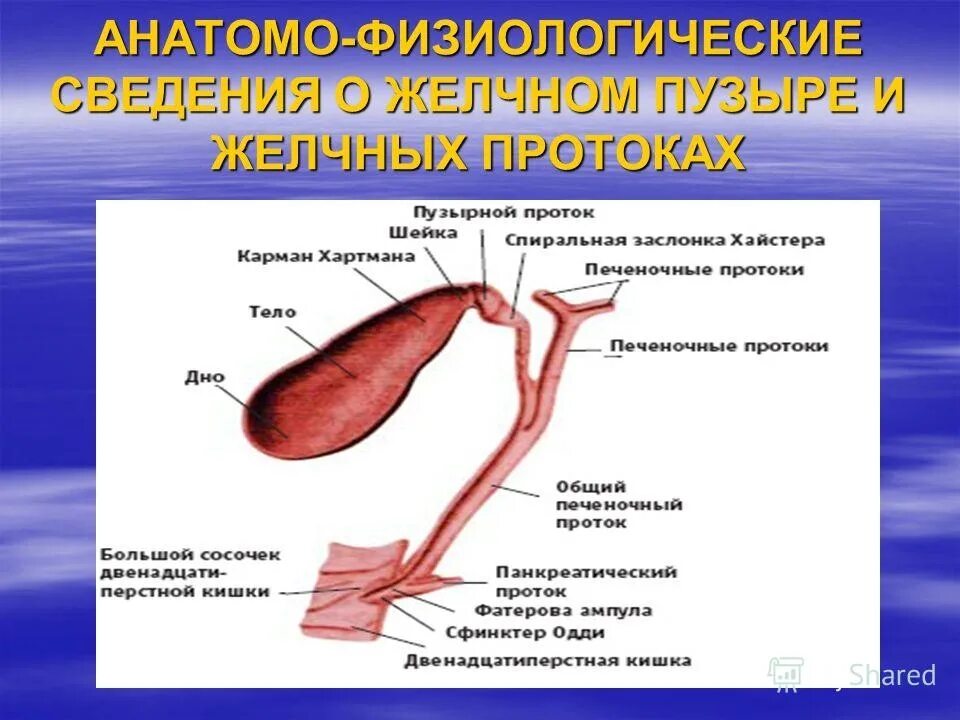 Заболеваний желчевыводящих. Желчекаменная болезнь холедох. Сфинктеры желчного пузыря и протоков. Желчный проток холедох. Обтурация желчных протоков патогенез.