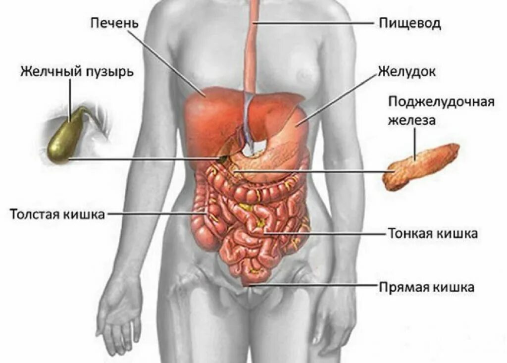 Где находится печень у человека фото