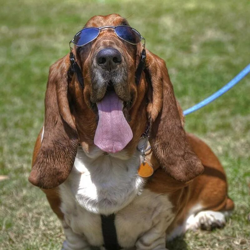 веймаранер харлоу и такса инди. королевский пудель ред браун. забавные породы собак. бассет хаунд. прикольные бультерьеры.