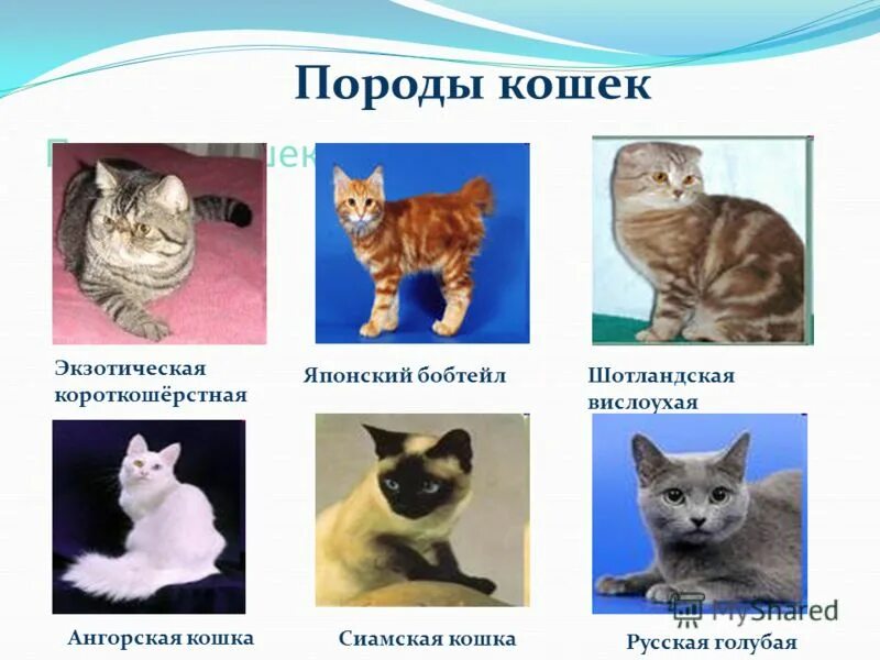 Названия пород домашних кошек. Породы кошек с названиями. Породы ккошекс фотографиями и названиями. Разнообразие пород кошек. Породы кошек с фотографиями.