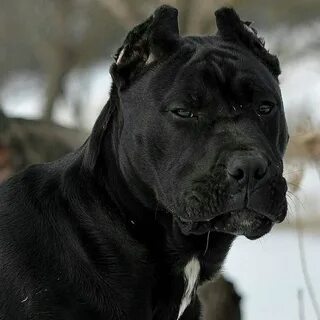 Кане корсо черный