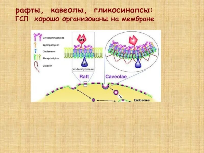 Кавеолы. Фенестрация эндотелия. Кавеолы это. Кавеолы это. Кавеолы это.