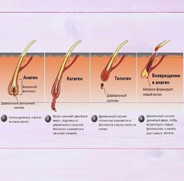 Фазы роста ресниц анаген. Фазы роста волос анаген. Цикл роста волос анаген катаген. Стадии роста ресниц анаген катаген телоген.