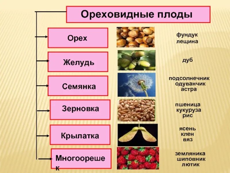 Классификация плодов ореховидные. Плод орех примеры растений. Классификация плодов орешек. В ды ореховидных плодов. Околоплодник подсолнечника