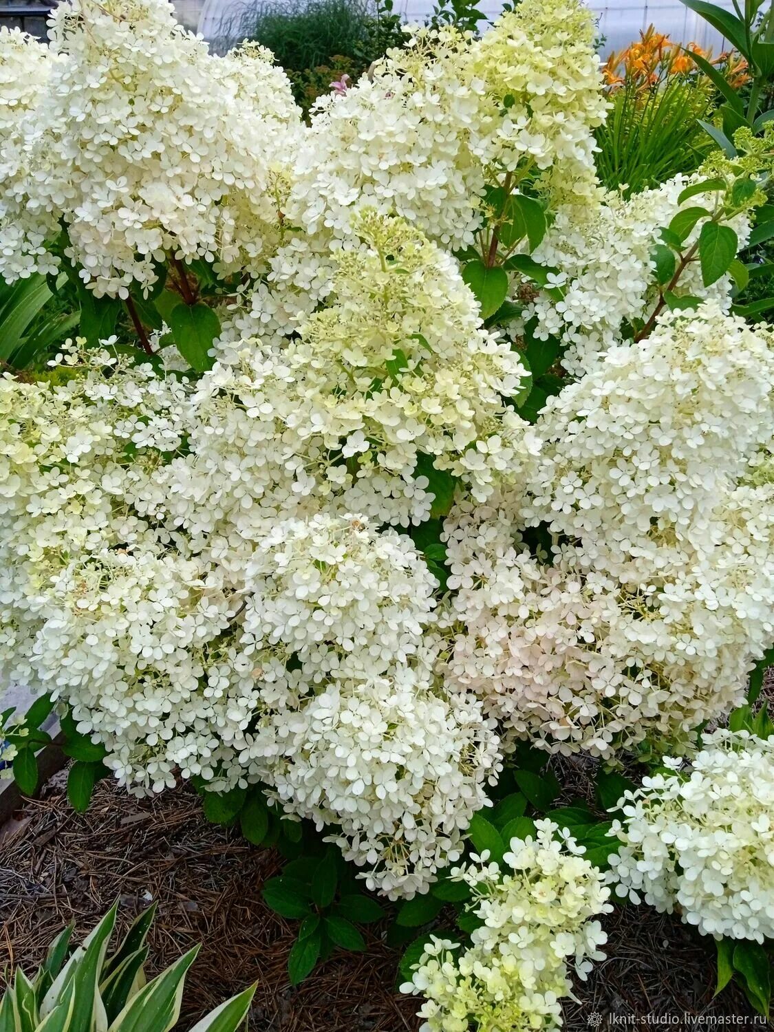 Bobo&reg; Panicle Hydrangea Planting hydrangeas, Front gardens, Flowering shrubs