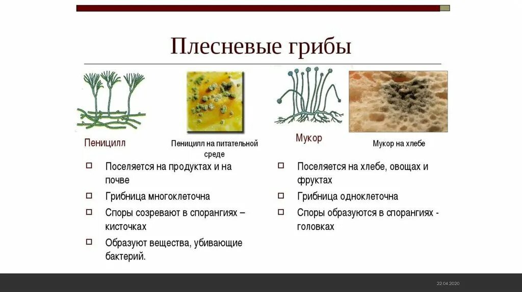 Рассмотрите изображение шести организмов пеницилл мукор. Плесневый гриб биология мукор. Плесневые грибы представители. Строение плесневелых грибов. Плесневые грибы примеры грибов.