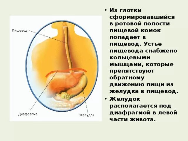 Из пищевода пища попадает в. Пищевой комок из ротовой полости попадает в. Пища попадает в ротовую полость. Попадание пищи в ротовую полость.