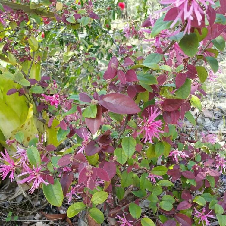 How to Grow and Care for Chinese Fringe Flower