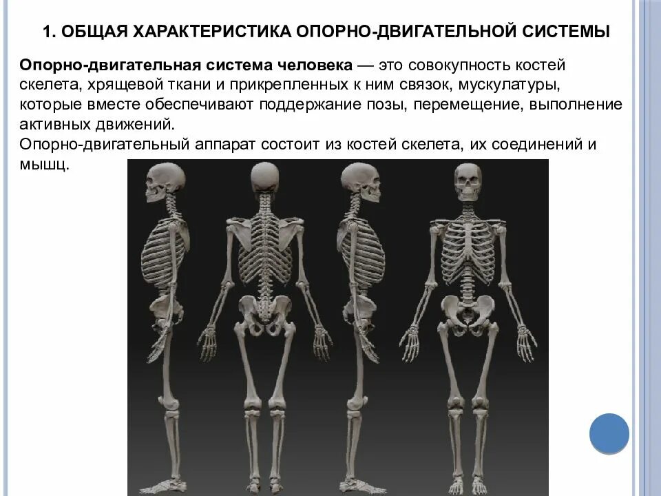 Связанных с опорно двигательным. Системы опорно-двигательного аппарата. основные функции опорно двигательной системы. развитие опорно двигательной системы человека. опорно двигательный аппарат схема.