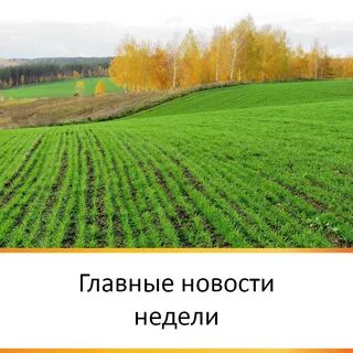 Озимь это