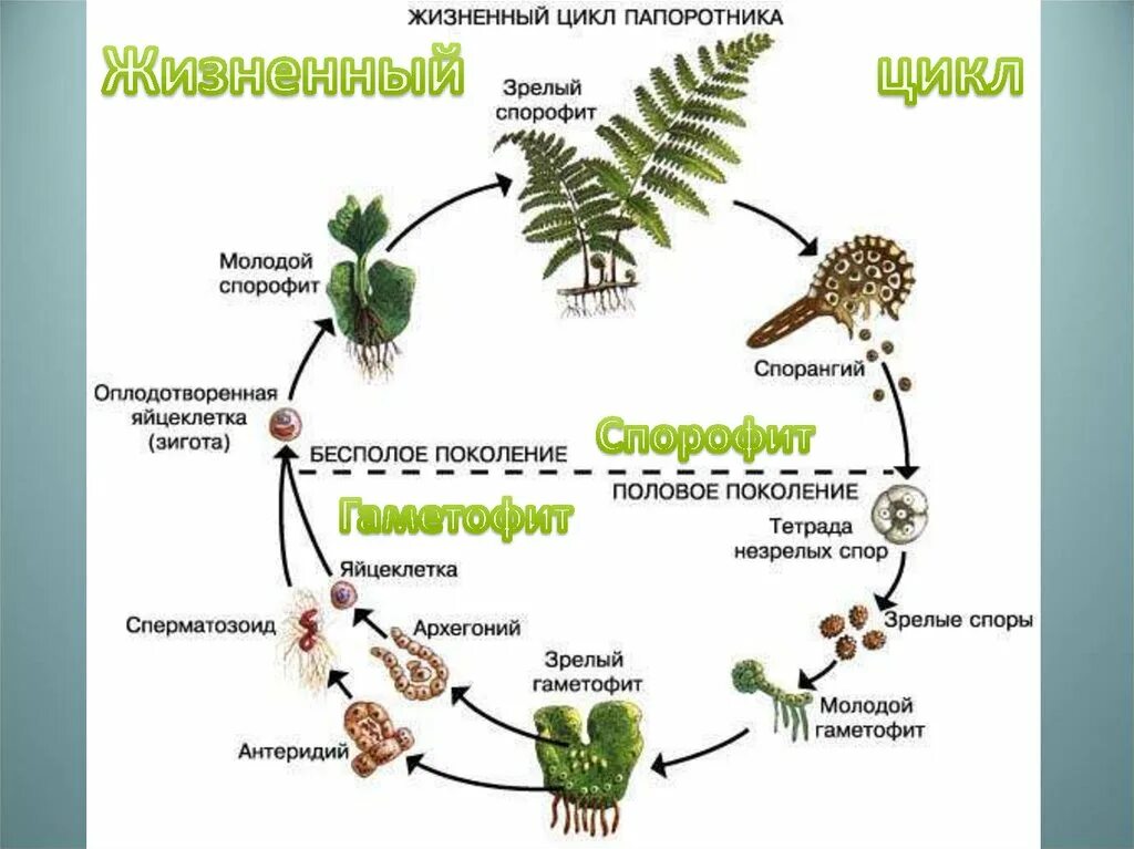 При делении жизненного цикла овощных растений. Жизненный цикл папоротника. Жизненный цикл папоротниковидных схема. Жизненный цикл папоротника щитовника. Жизненный цикл папоротника схема.