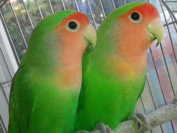 Неразлучники попугаи пол. Самка попугая неразлучника. Попугай неразлучник самец. Попугай неразлучник самец и самка.