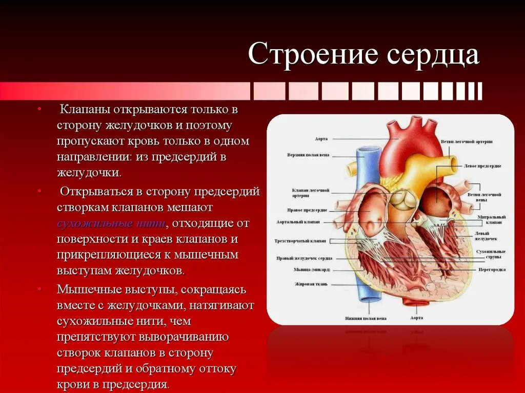 Функции предсердий желудочков и клапанов сердца. Сердце анатомия строение предсердия желудочки. Внутренне строение клапана сердца. Строение клапанов сосудов сердца. От левого предсердия к легким