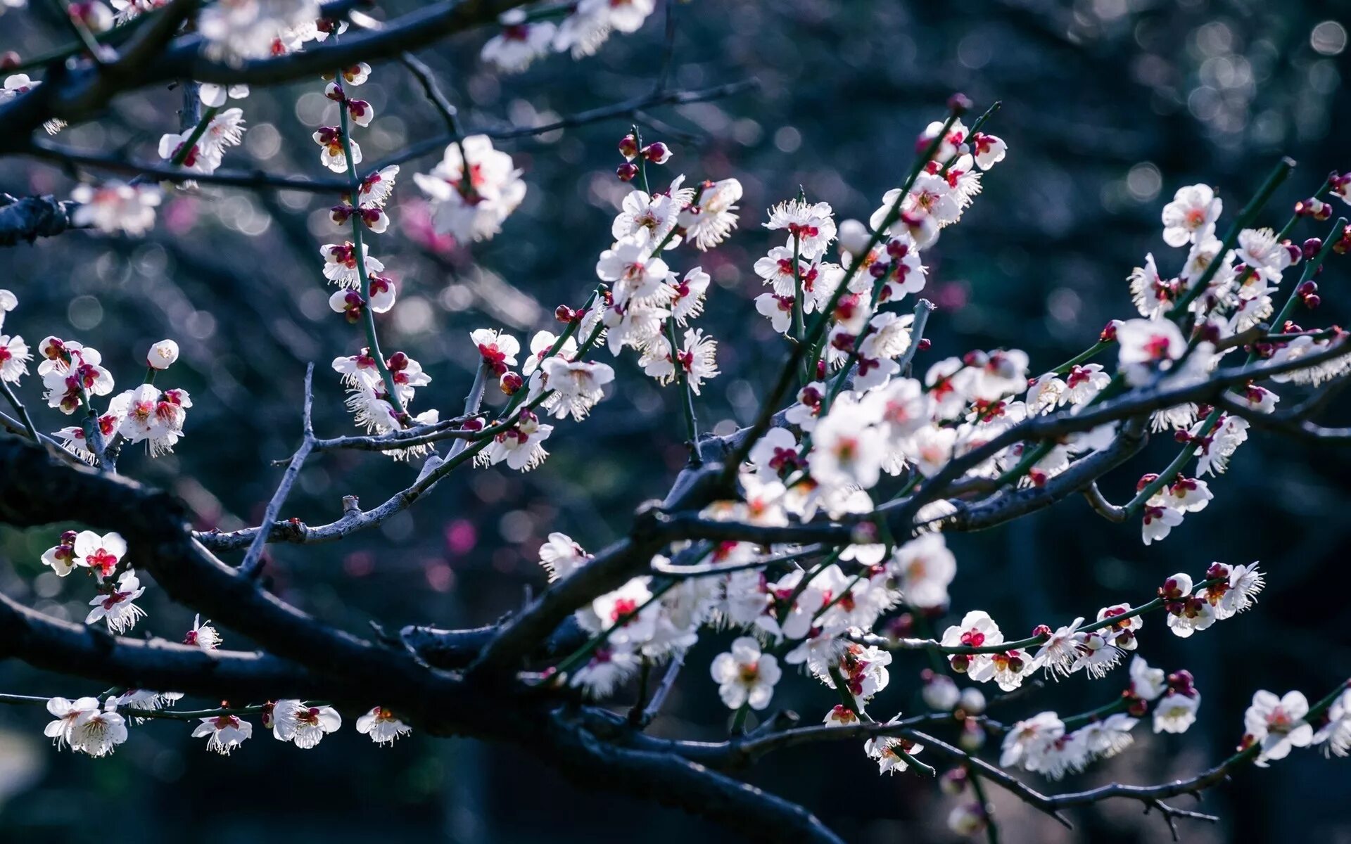 Cherry blossom отзывы. Сакура черри блоссом дерево. Японская слива цветение.