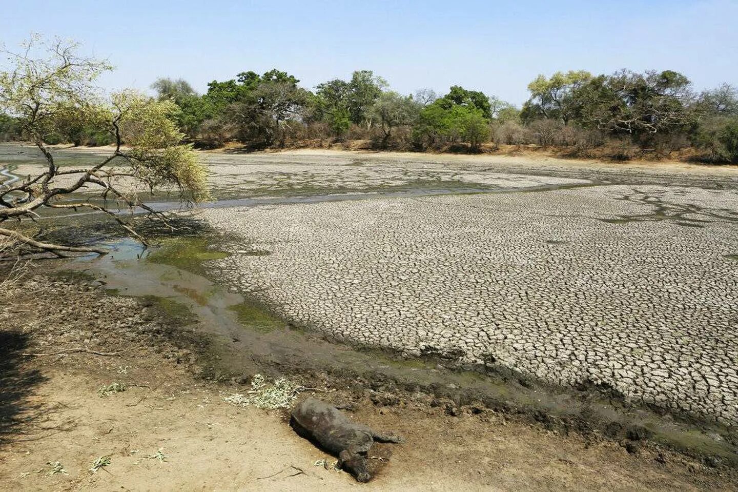 Период засухи. Пересыхающие реки Африки. Климат Индии засуха. Мана Пулс Зимбабве. Африканская Саванна засуха.