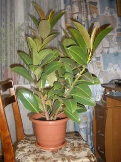 Фикус мелани