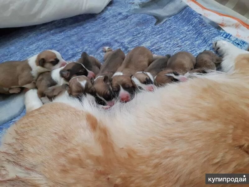 Ставр собака фото. Среднеазиатская овчарка 4 месяца. Ставр собака фото. Купить гончую в ставрополье. Корги купированный хвост.