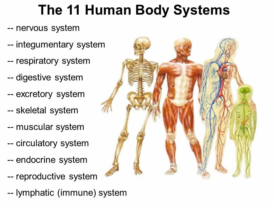 Human org. Анатомия человека. Презентация the Human body. Body Systems. Systems of the body and their functions.