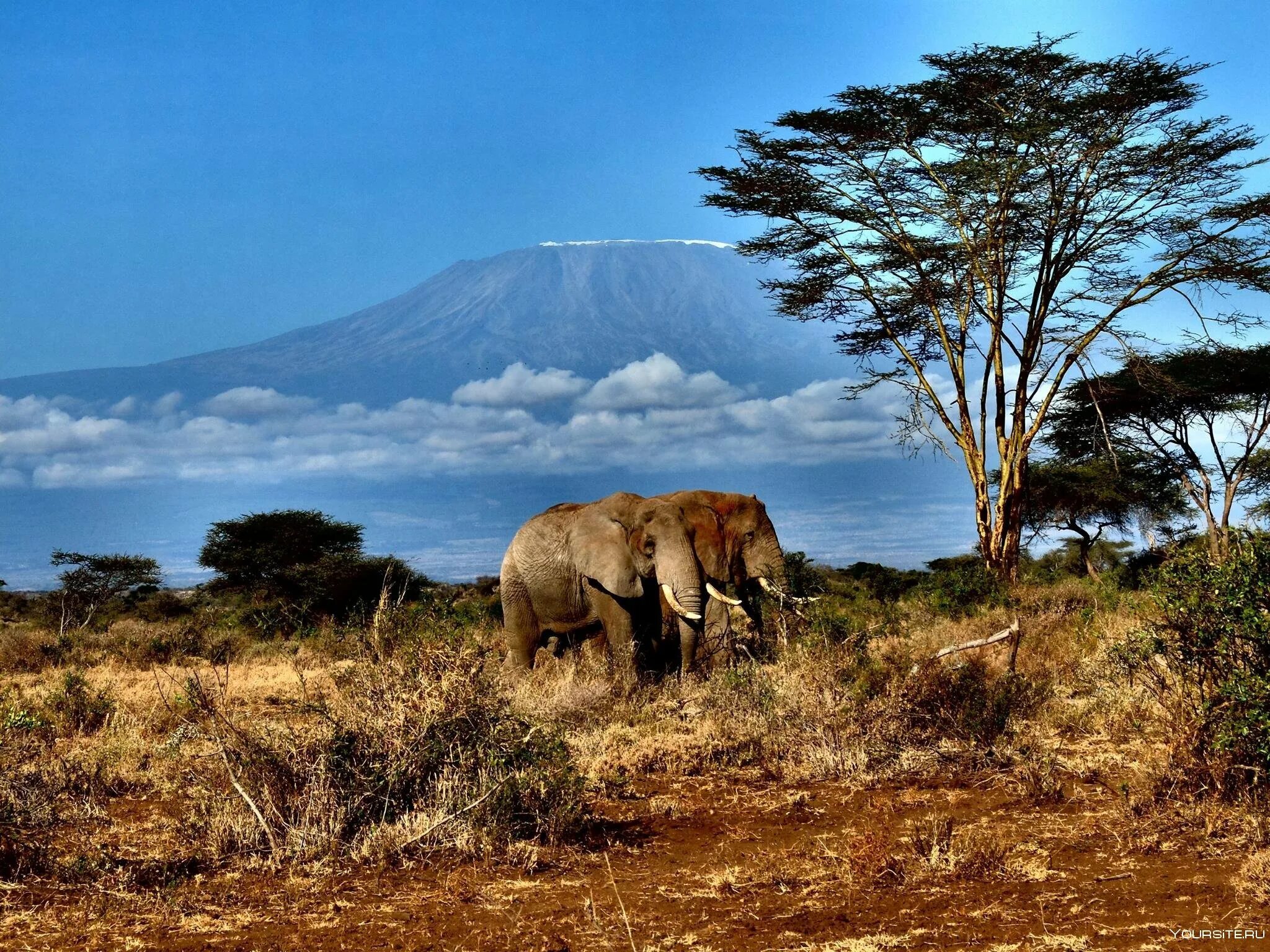 Танзания сафари Килиманджаро. Парк Амбосели Кения. Национальный парк Килиманджаро в Танзании. Саванна Килиманджаро. See africa