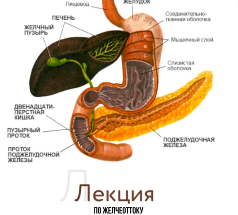 Кофе и желчный пузырь. Пищеварительная система двенадцатиперстная кишка. Строение желудка и желчного пузыря. Строение желудка и поджелудочной железы. Строение желудка печень желчный пузырь поджелудочная железа.